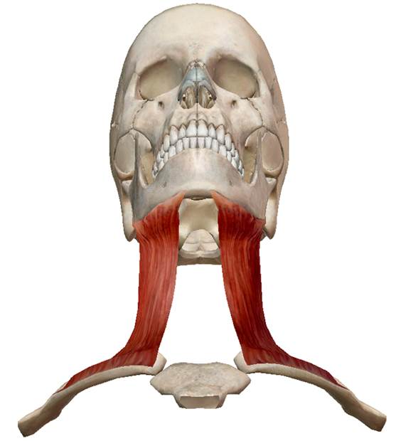 Подкожная мышца шеи platysma