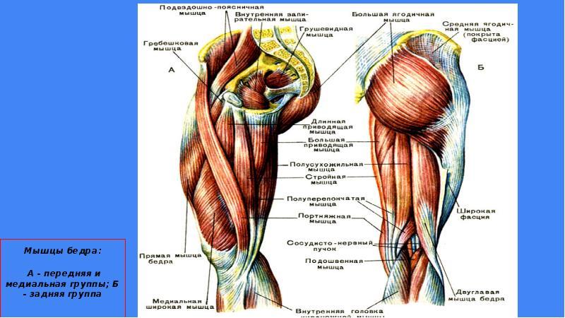 Передняя группа мышц бедра. Мышцы задней поверхности бедра анатомия. 2х главая мышца бедра. Короткая головка двуглавой мышцы бедра. Двуглавую мышцу бедра иннервирует:.